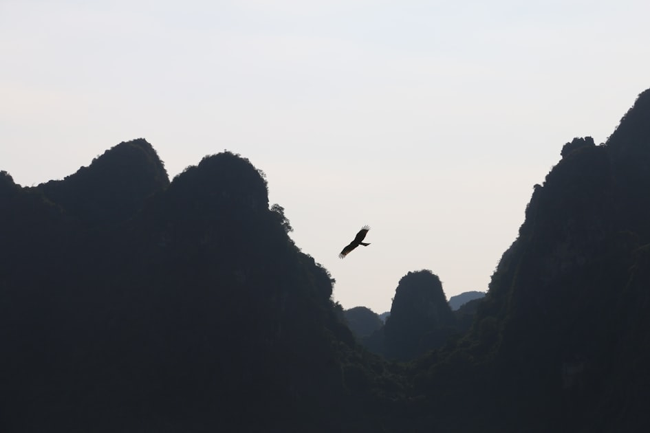 The Importance of Conservation